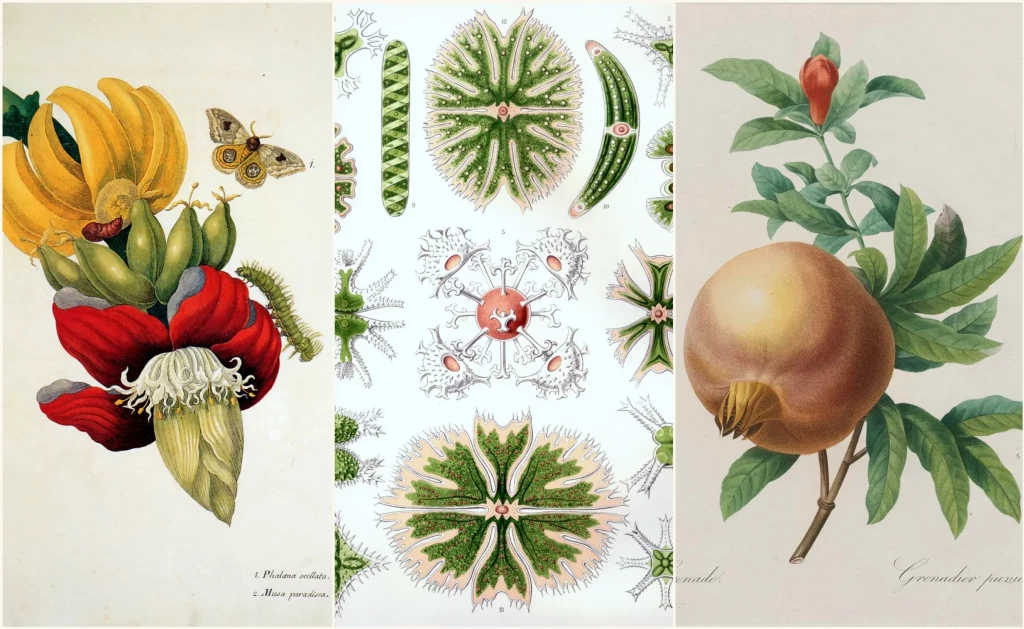 Искусство ботанической иллюстрации. От истоков - до наших дней