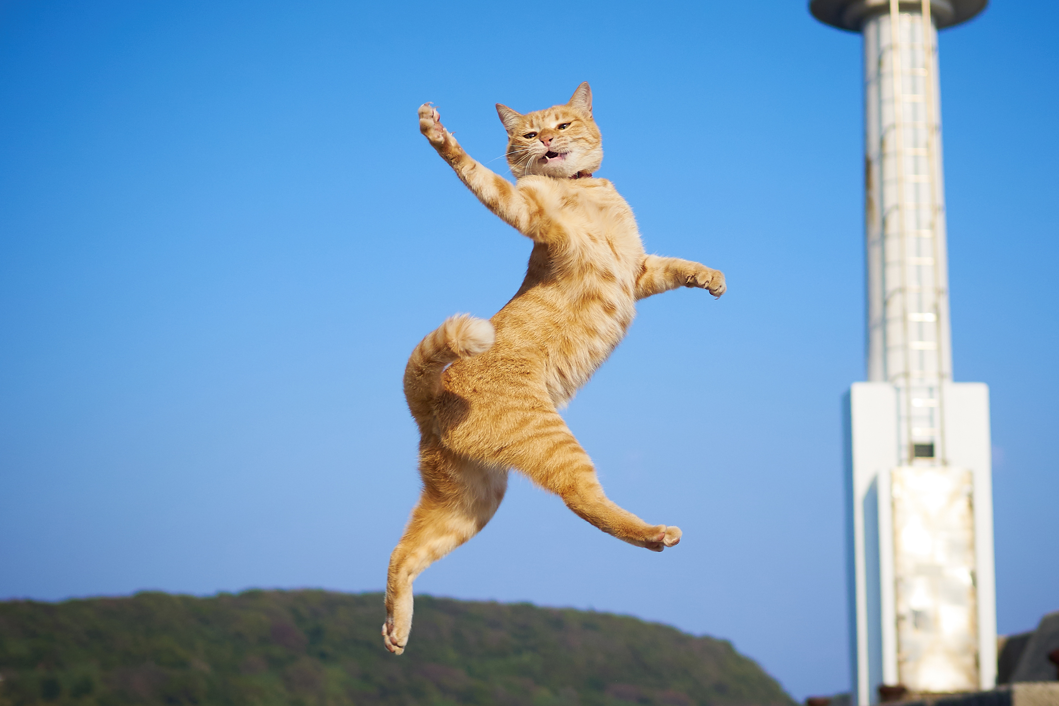 Веселое про кошек. Кошка в прыжке. Летающий кот. Танцующий кот. Энергичный кот.