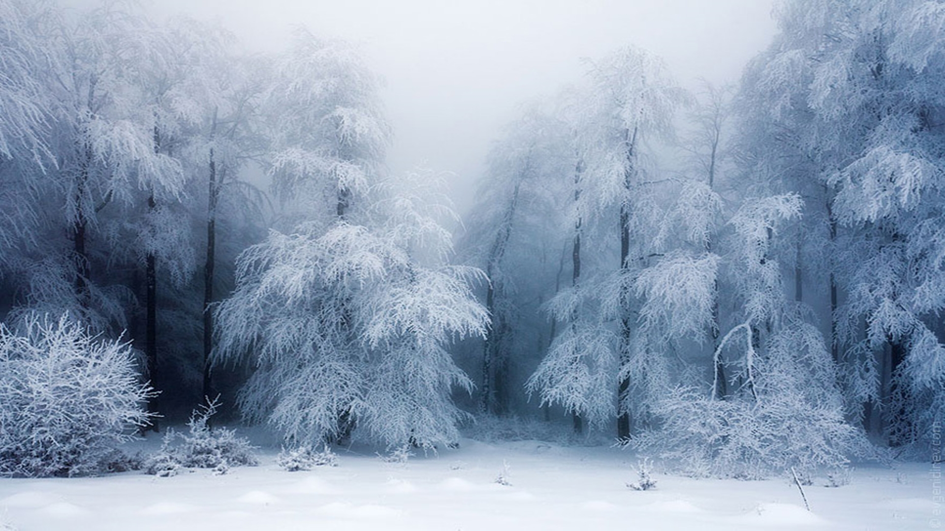 Холодный колючий зимний. Зимний лес. Зимний пейзаж. Снежный лес. Снежный пейзаж.