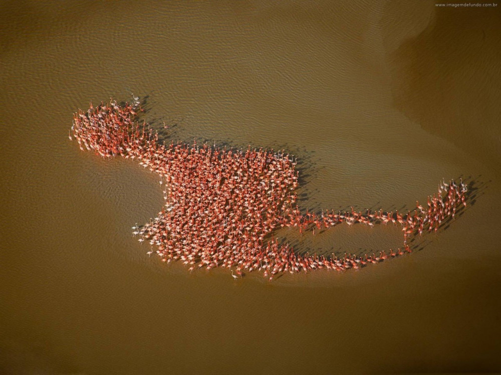 https://emosurf.com/i/00063Y00pOx20g8/staya-flamingo-yukatan-meksika-2010-fotograf-robert-b-khaas_large.jpg