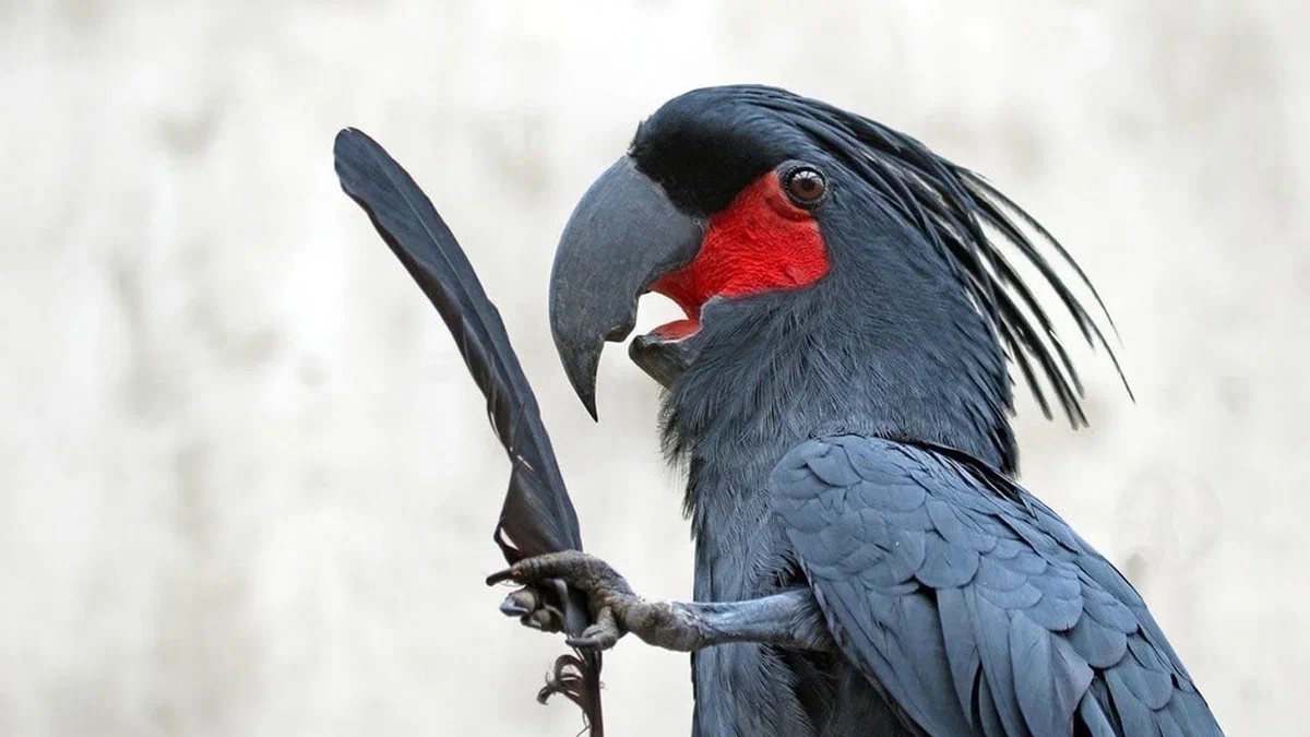 Черный попугай. Попугай Какаду черный. Черный пальмовый Какаду. Австралийский Какаду черный. Попугай ара черный.