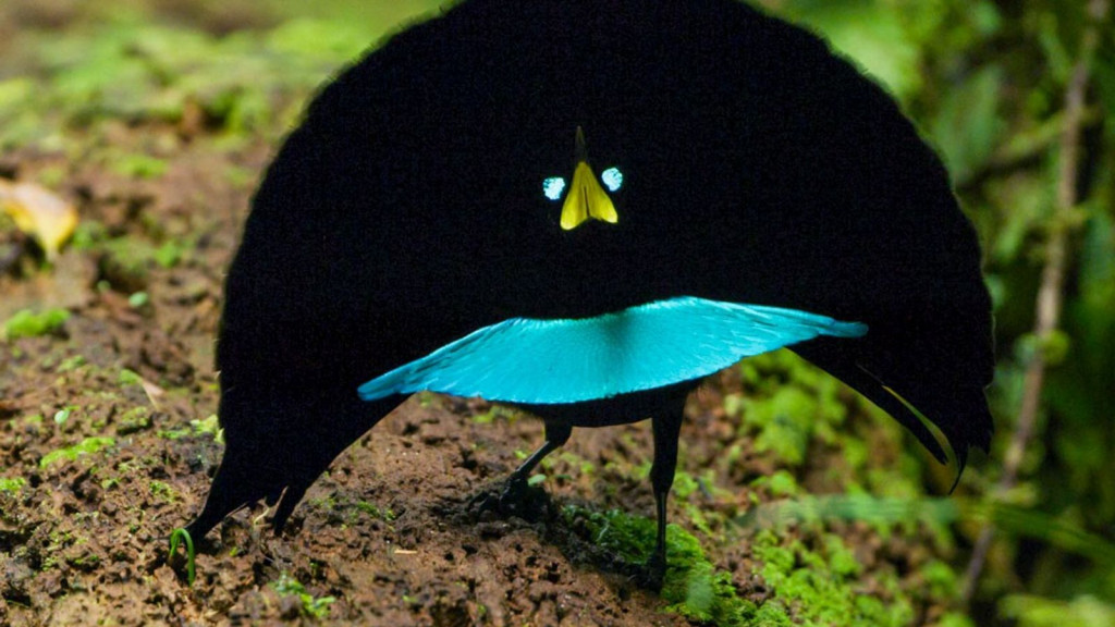 Райская птица Ptiloris Magnificus. Одна из самых необычных и красивых в мире. Ещё и танцует!