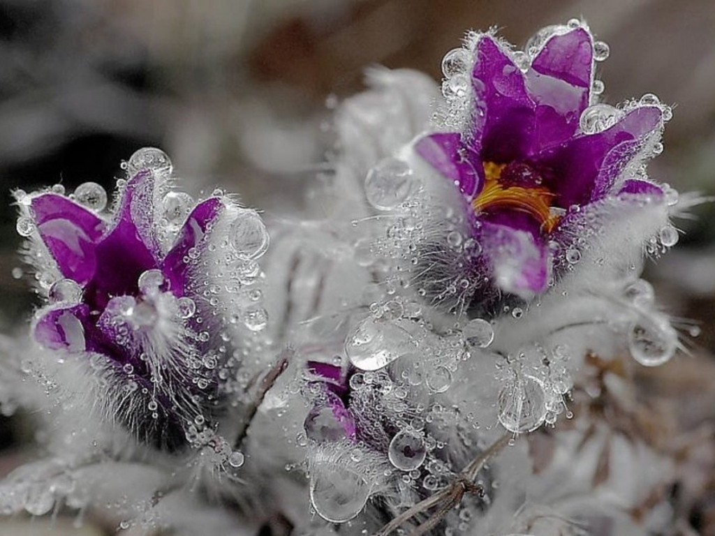 Заледенелые цветы: красота, закованная в лед