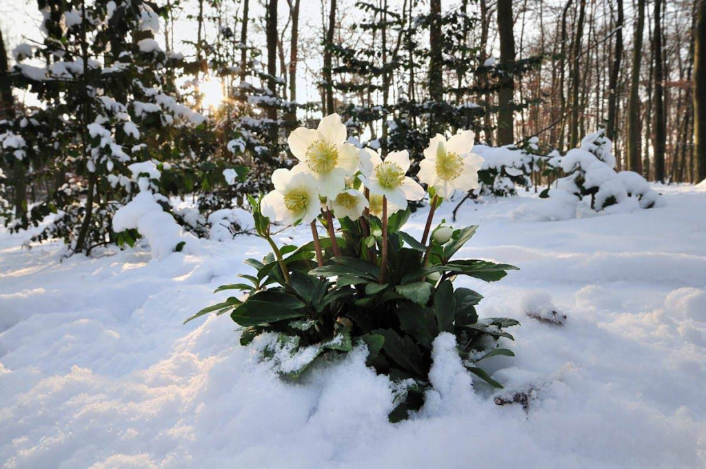 Семь удивительных растений, которые цветут ... зимой!