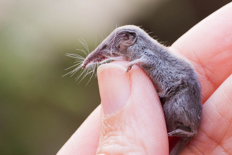 8 самых маленьких млекопитающих в мире, некоторые из которых не больше человеческого ногтя