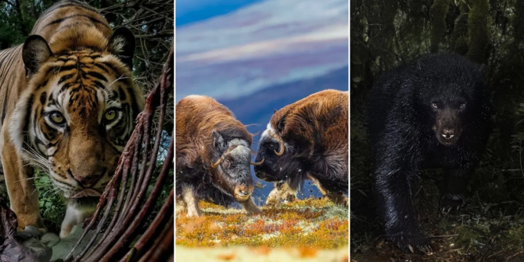 Удивительные кадры дикой природы с фотопремии Environmental Photography Award 2025