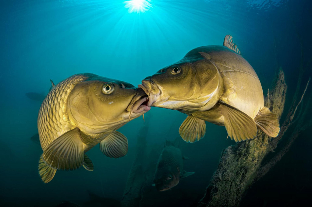 Победители фотоконкурса The Nature Photography Contest в номинации «Юмор в природе»